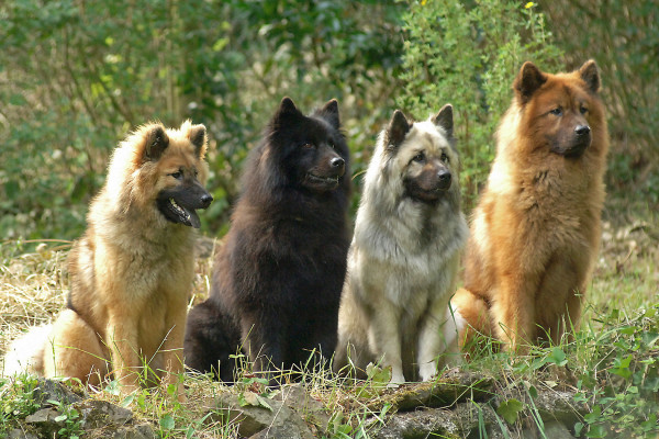 Eurasier Gruppe