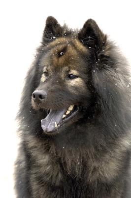 Eurasier Kopf