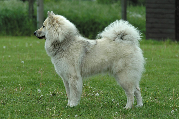 Eurasier Stand