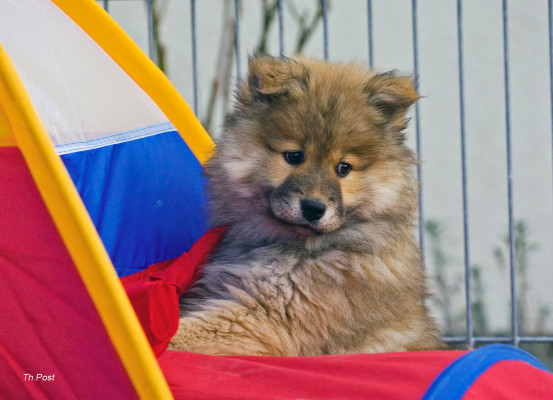 Eurasier Welpe